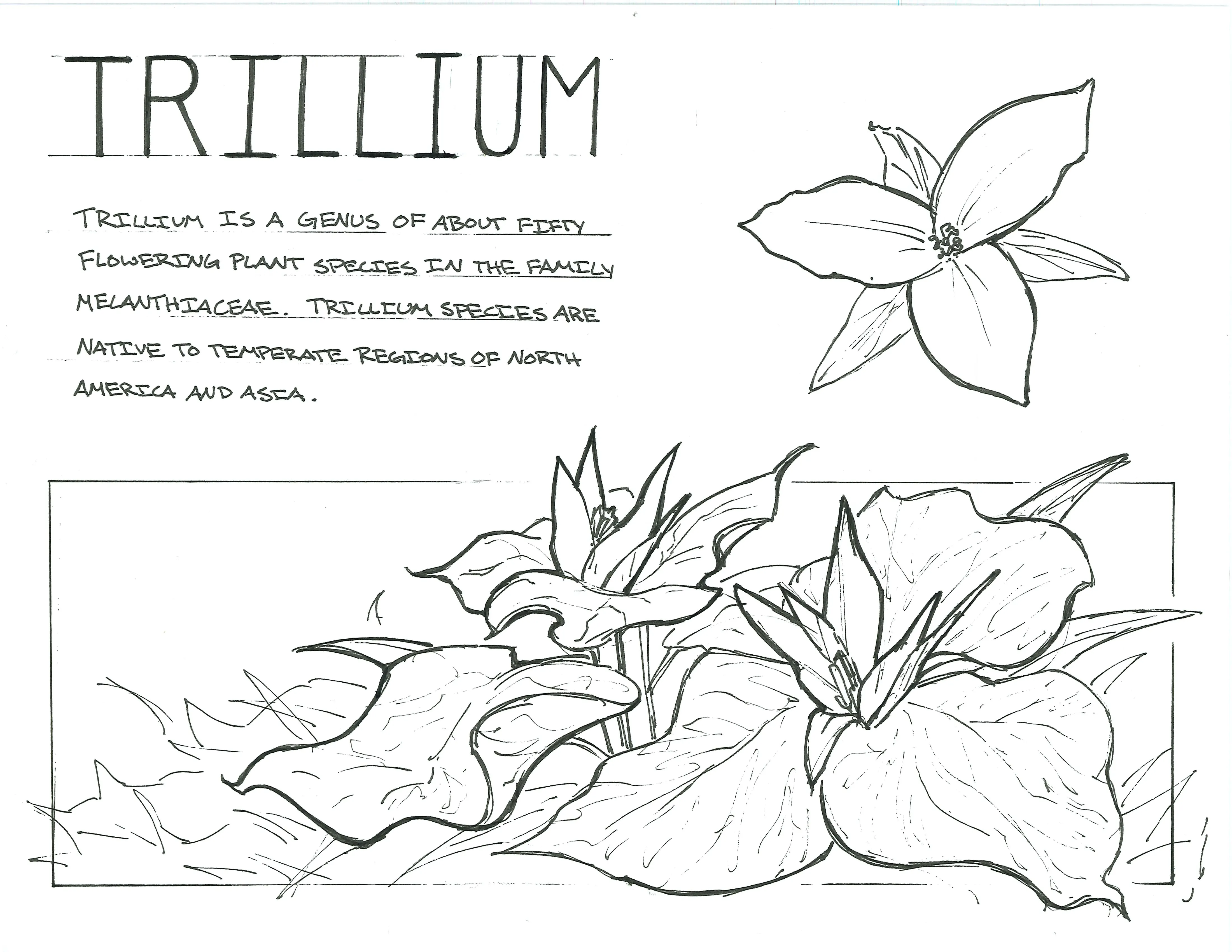 Hand-sketched artwork depicting trillium flower and its long leaves.